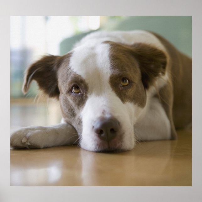 Póster Mejor Amigo (Frente)