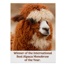 Póster Mejor Ceja Única de Alpaca