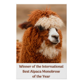 Póster Mejor ceja única de alpaca