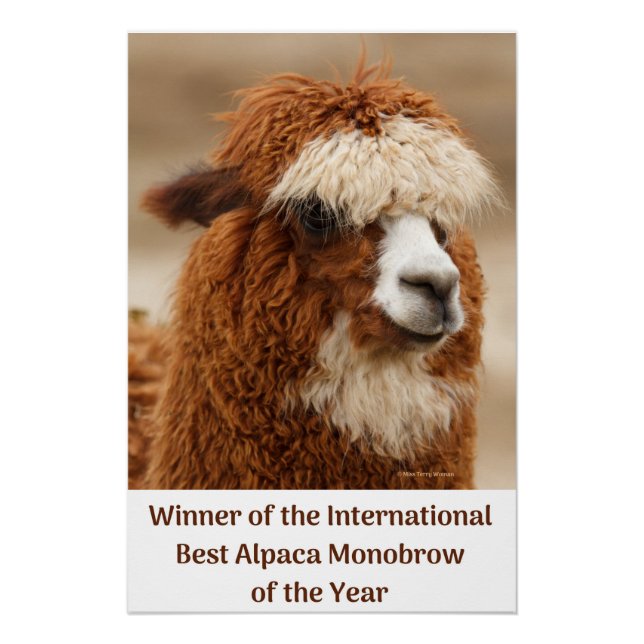 Póster Mejor ceja única de alpaca (Anverso)