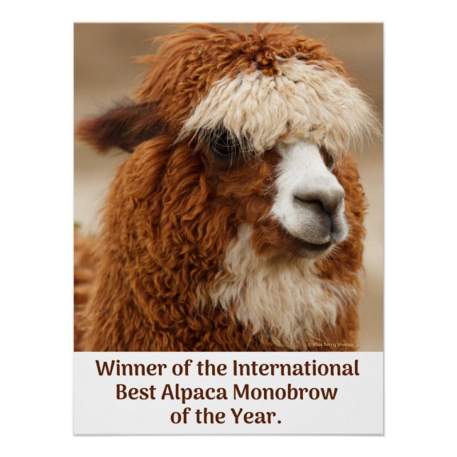 Póster Mejor ceja única de alpaca (Anverso)