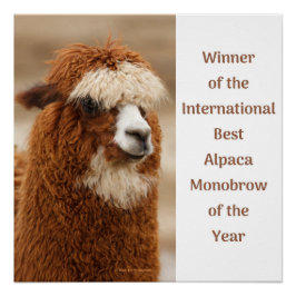 Póster Mejor ceja única de alpaca