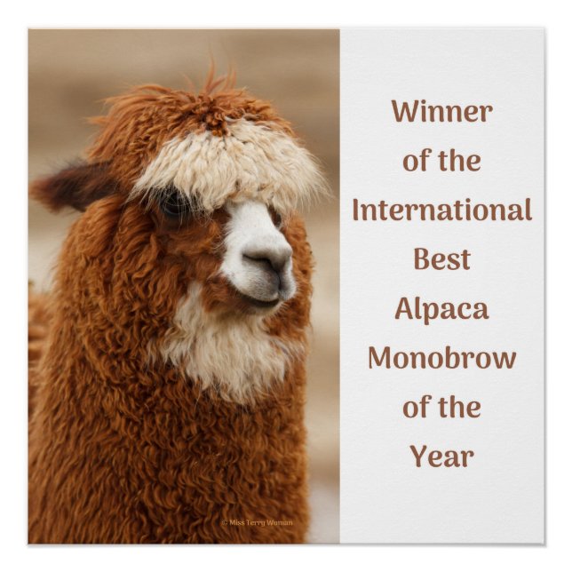 Póster Mejor ceja única de alpaca (Anverso)
