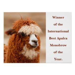 Póster Mejor ceja única de alpaca