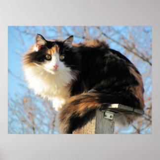 Póster Mejor vista de la foto de un gato de Calico