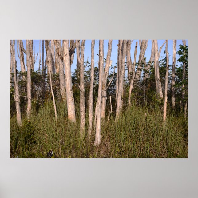 Póster Melaleuca Trees en los Everglades (Frente)