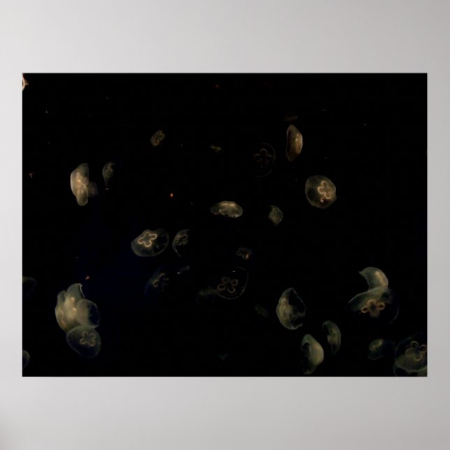 Póster Melanocis (Frente)