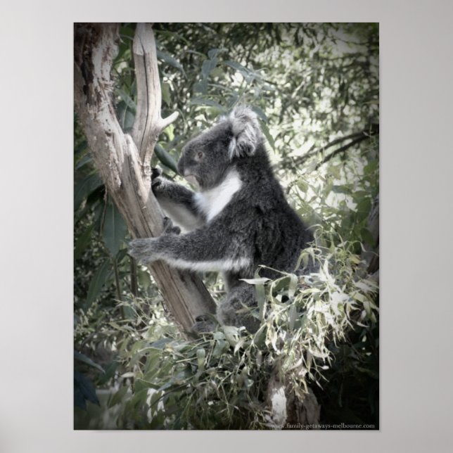 Póster Melbourne - Koala Sentada En El Antiguo Árbol De G (Frente)