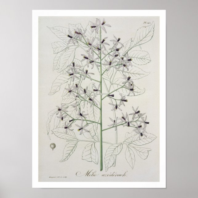 Póster Melia Azedarach de 'Phytographie Medicale' de Jo (Frente)