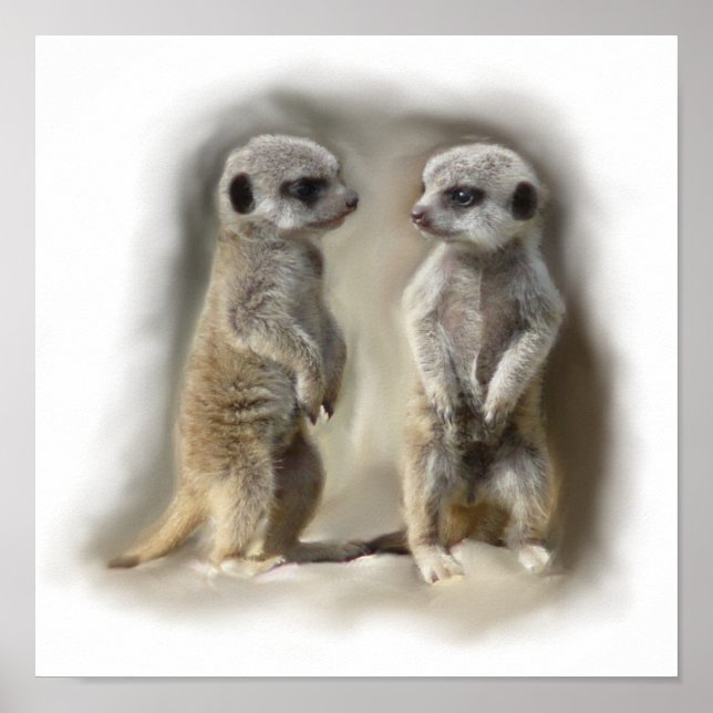 Póster Mellitus de Meerkat (Frente)