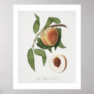 Póster Melocotón (Persica sativa) de Pomona Italiana