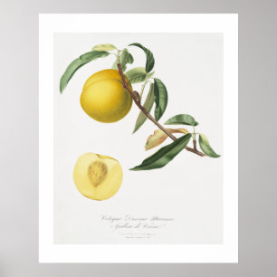 Póster Melocotón (Prunus persica) de Pomona Italiana