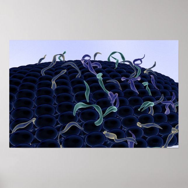 Póster Membrana celular aumentada (Frente)