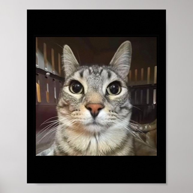 Póster Meme de gato de Silly Stark (Frente)