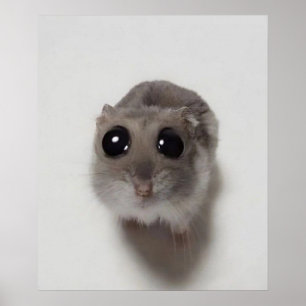 Póster meme, hamster, hamster meme, sad hamster,