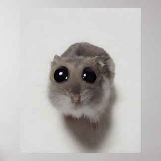 Póster meme, hamster, hamster meme, sad hamster,