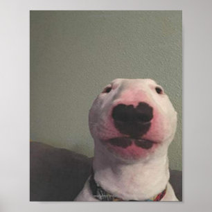 Póster Meme para perros estrella