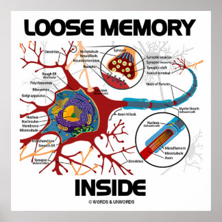 Póster Memoria floja interior (neurona/sinapsis)