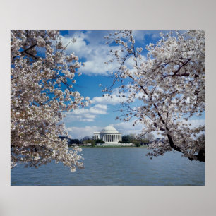 Póster Memorial de Thomas Jefferson con flores de cerezo