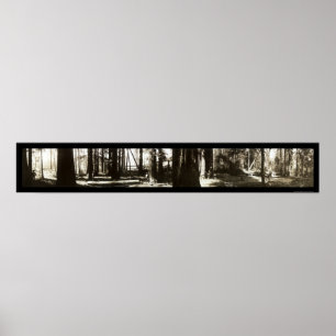 Póster Mendocino, CA Redwoods Lumberjacks Photo 1911.