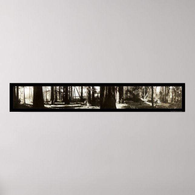 Póster Mendocino, CA Redwoods Lumberjacks Photo 1911. (Frente)