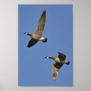 Póster Menor Canadá: Geese en vuelo