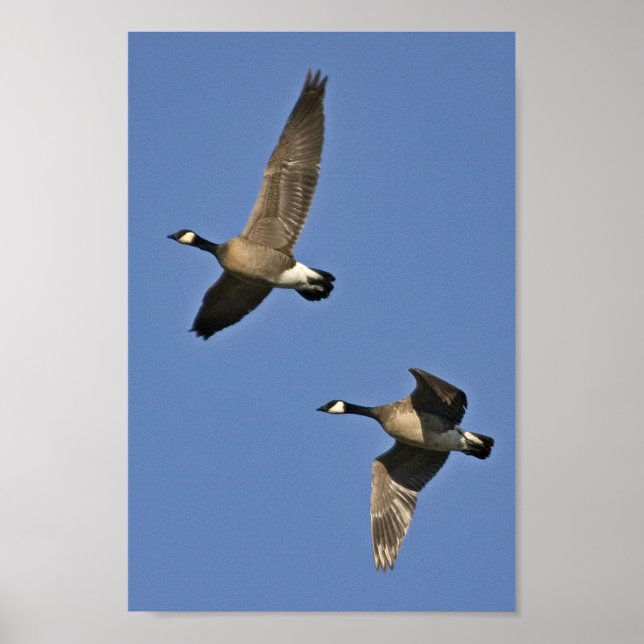 Póster Menor Canadá: Geese en vuelo (Frente)