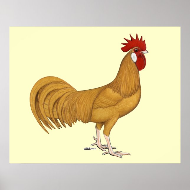 Póster Menorca: Buff Rooster (Frente)