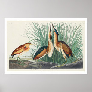 Póster Menos Bittern de Audubon Poster