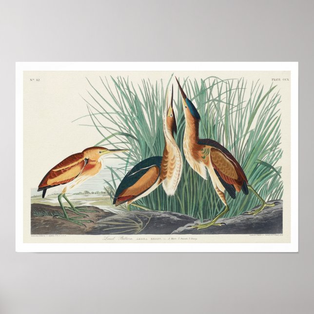 Póster Menos Bittern de Audubon Poster (Frente)