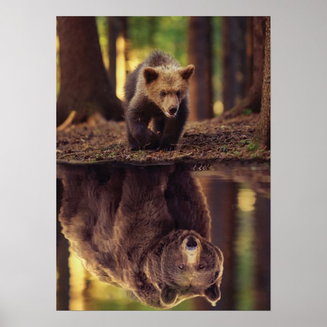 Póster Mentalidad Del Oso Grizzly - Reflexión Del Agua De (Frente)