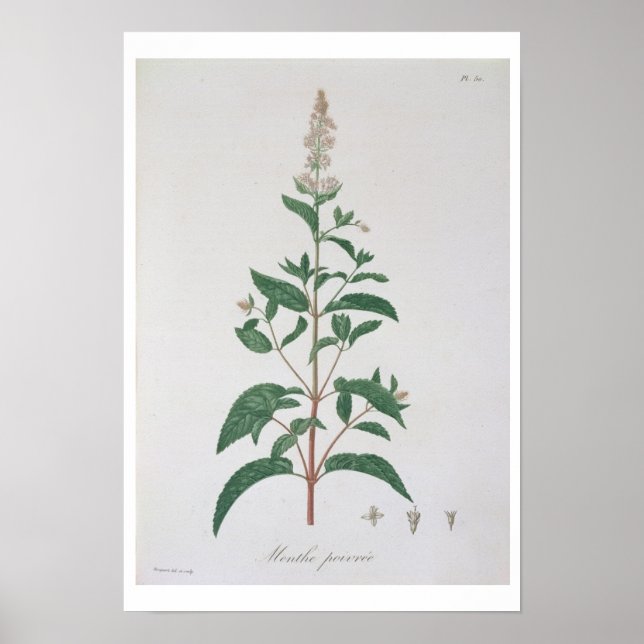 Póster Mentha Piperita de 'Phytographie Medicale' de Jo (Frente)