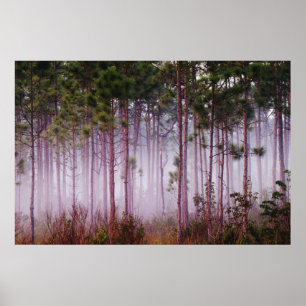 Póster Mentira entre los pinos al amanecer, Everglades
