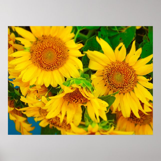 Póster Mercado de la ciudad de Sunflowers Mercado de Agri (Frente)
