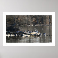 Merganser común se atrasa en Poster de registros