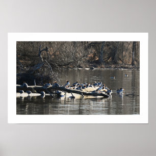 Póster Merganser común se atrasa en Poster de registros