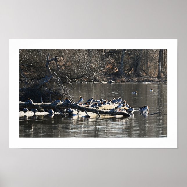Póster Merganser común se atrasa en Poster de registros (Frente)