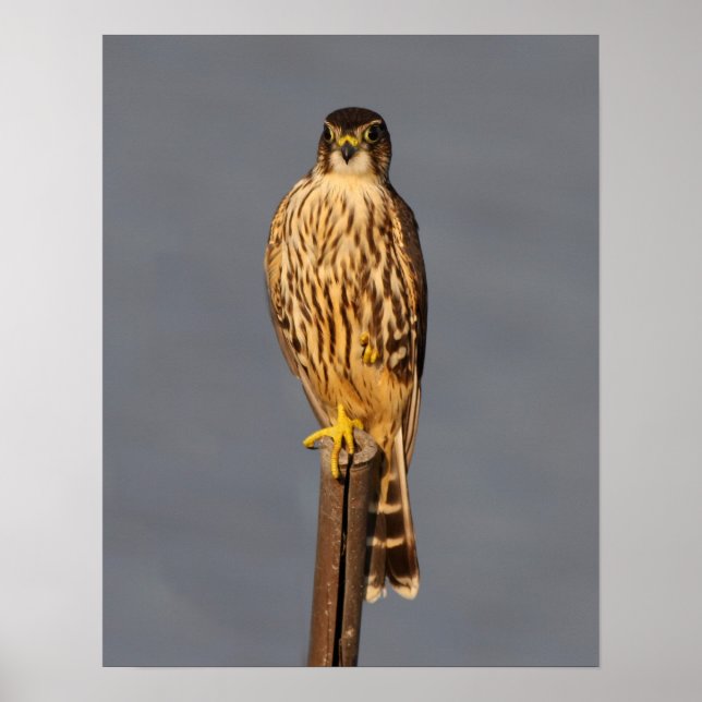 Póster Merlin (Frente)