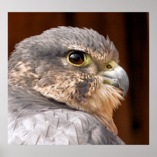 PÓSTER MERLIN FALCON BIRD DE PRESA (Frente)