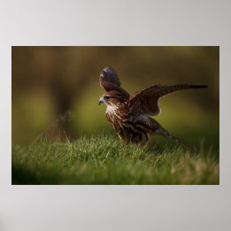 Póster Merlin Falcon toma vuelo