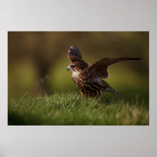 Póster Merlin Falcon toma vuelo