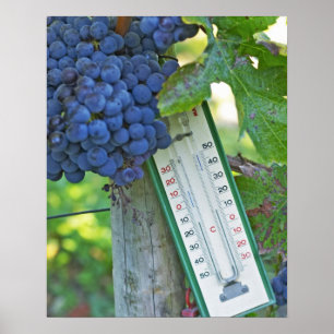 Póster Merlot grapes at Chateau la Grave Figeac, a