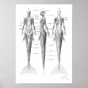 Póster Mermaid Musculature