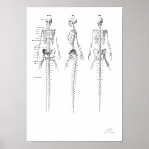 Póster Mermaid Skeleton