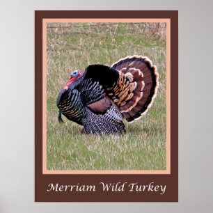 Póster Merriam Wild Turkey Poster