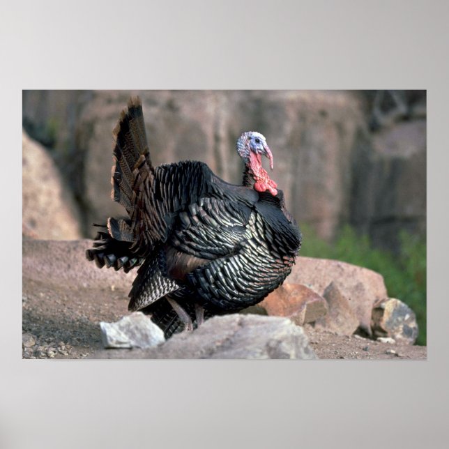 Póster Merriams pavo silvestre, triturador de gobbler (Frente)
