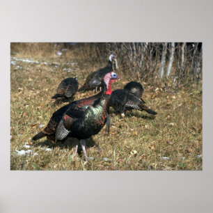 Póster Merriams pavos silvestres, grandes gobblers y reba