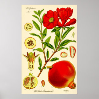 Póster Mes de granada Ilustracion de cosecha