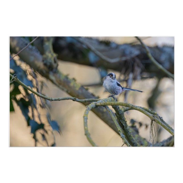 Póster Mésange à longue queue posée (Anverso)