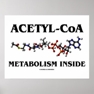 Póster Metabolismo del Acetilo-CoA en el interior (Molécu